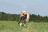 LABRADOR 469